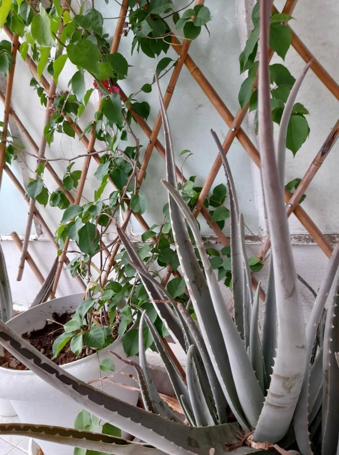 Rena'S Traditional Aegean House By The Sea Peraía 外观 照片